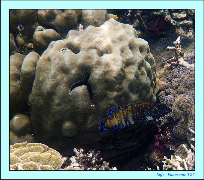 2012 - 07 - Dauin Sanctuary 01